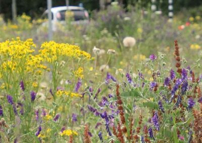 Natuurkansenkaart: groenkansen in beeld