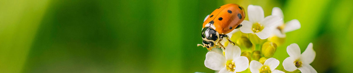 biodiversiteit klimaatadaptatie