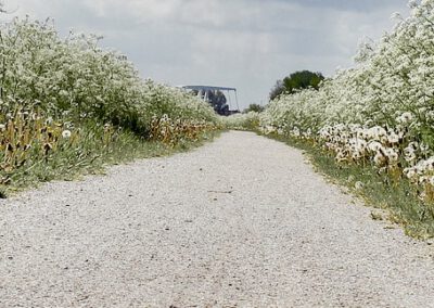 Ecologisch beheer: boost voor biodiversiteit