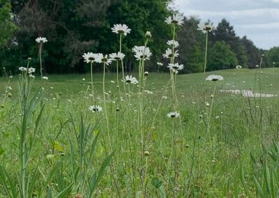 Duurzaam golfbaanbeheer: spel tussen mens en natuur