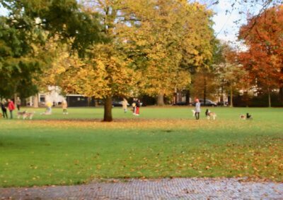 Beheerplan voor stadsbos in Haarlem