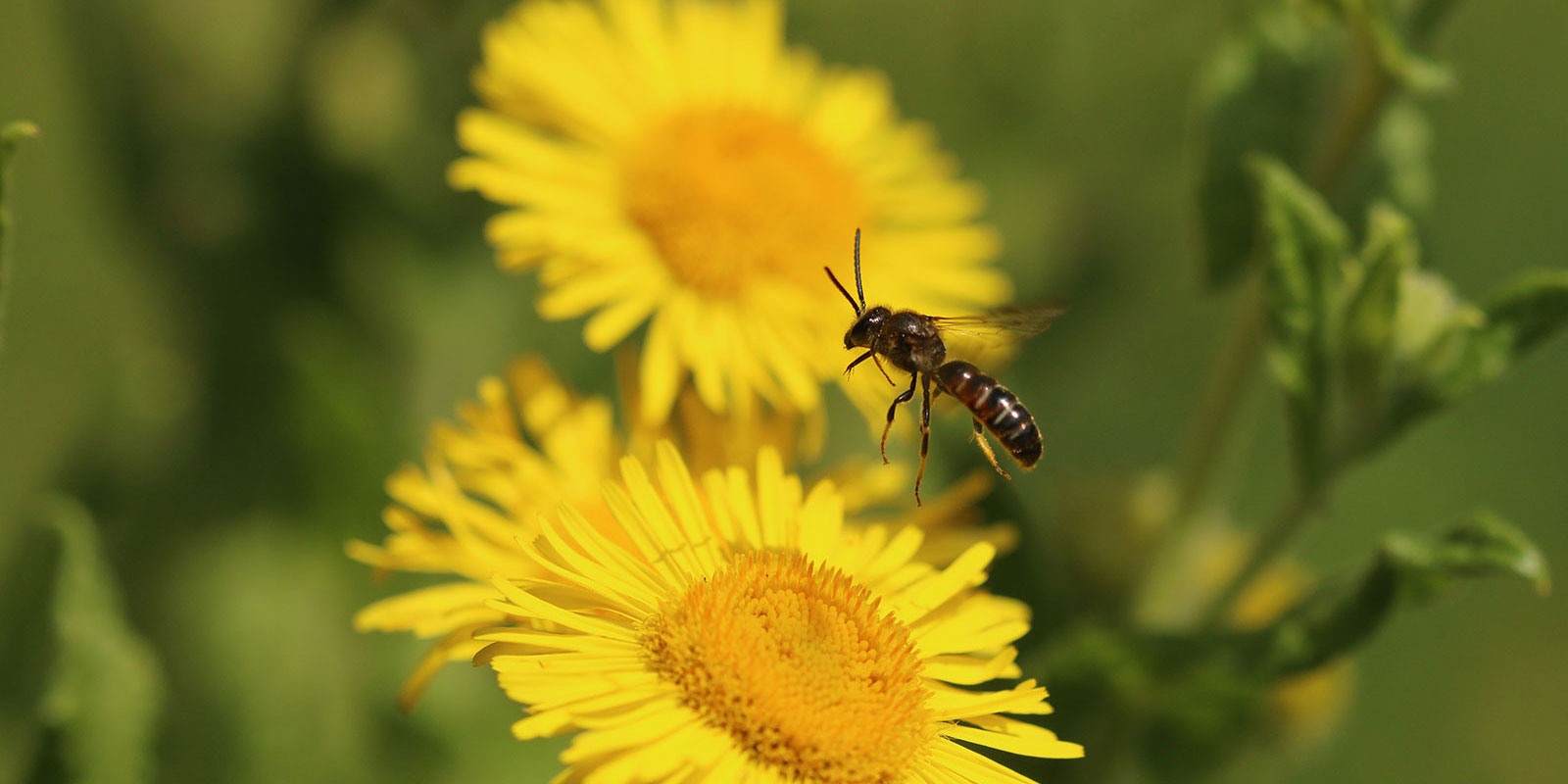 nladviseurs dienst biodiversiteitsplan