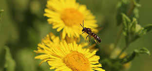 nladviseurs dienst biodiversiteitsplan