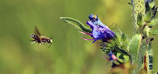 nladviseurs dienst quickscan biodiversiteit