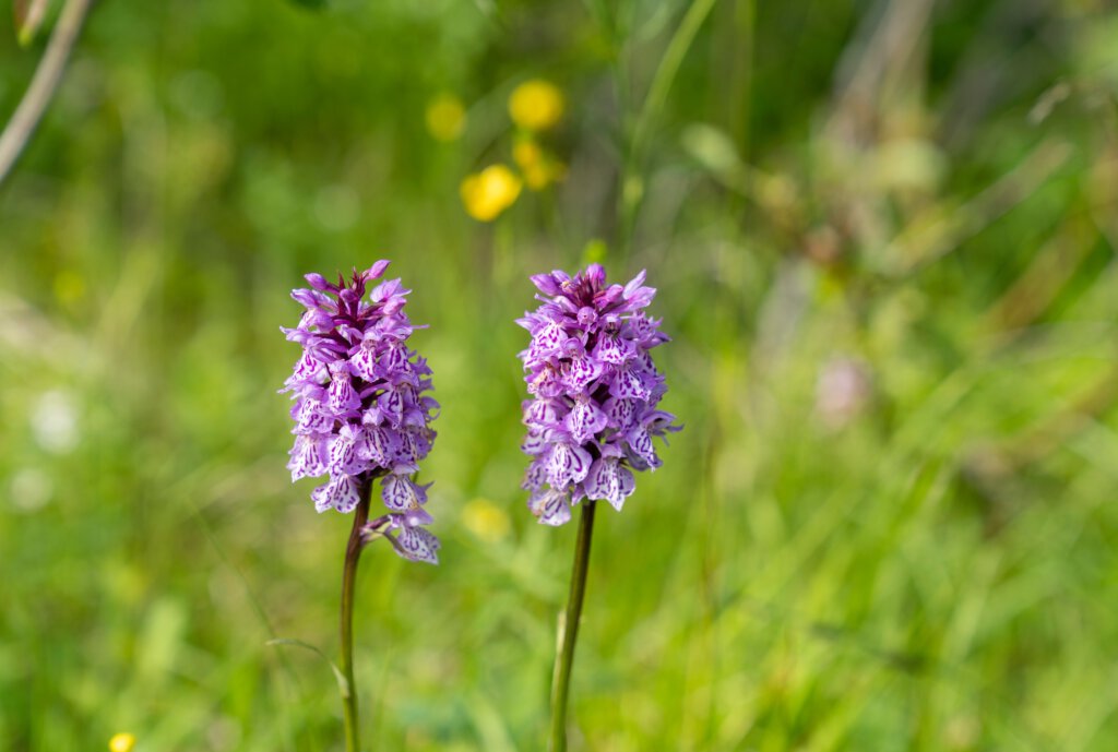 Natuurkansenkaart