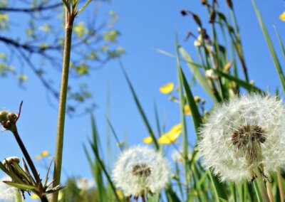 Basiskwaliteit Natuur: zo pak je dat aan