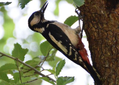 Natuur in de stad: werken aan een groener Nieuwegein