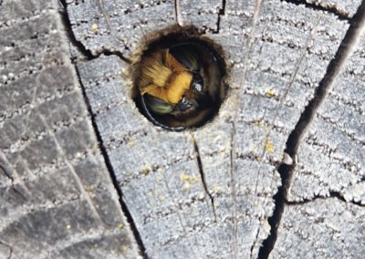 Basiskwaliteit Natuur op maat