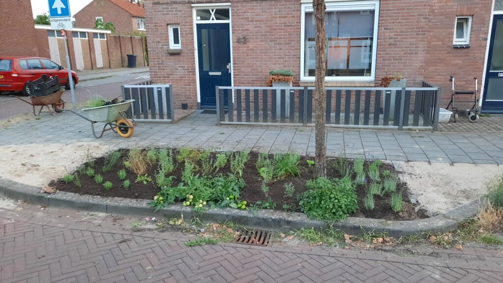 Een geadopteerde boomspiegel, met net aangeplante lavendel en ander moois. 