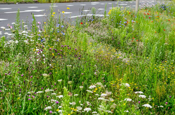 Groenbeheer: van cijfers op papier naar kansen in het veld