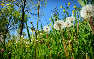 Ecologisch bermbeheer: de berm op het podium