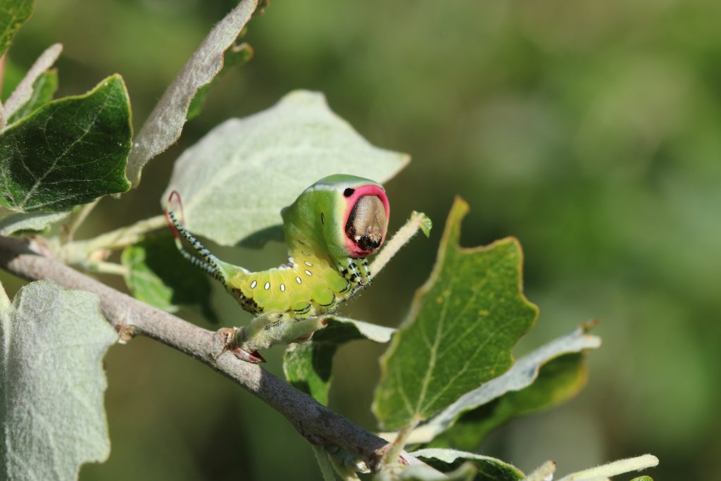 Rups van de hermelijnvlinder die eet van de witte abeel. Dit is een soort die voorkomt op Terschelling die profiteert van ecologisch groenbeheer. 