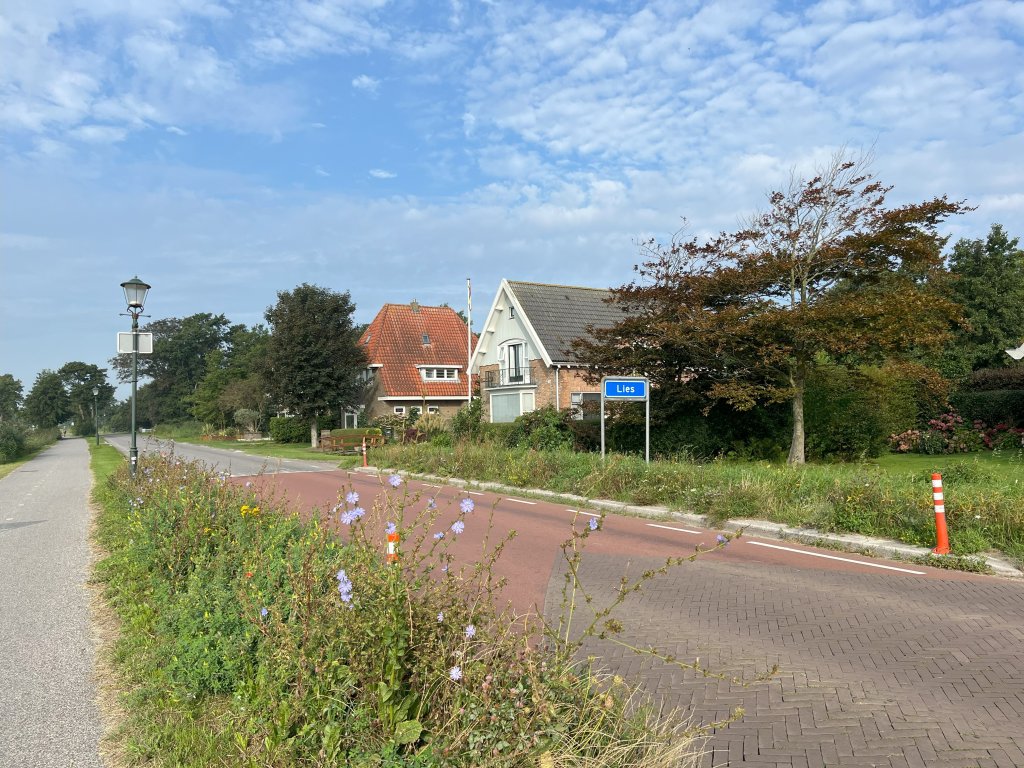 Ruige berm met bloeiende cichorei
