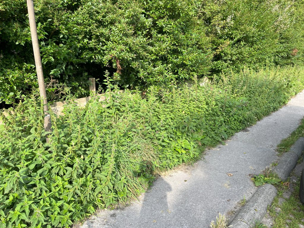 Ruige berm met brandnetel 