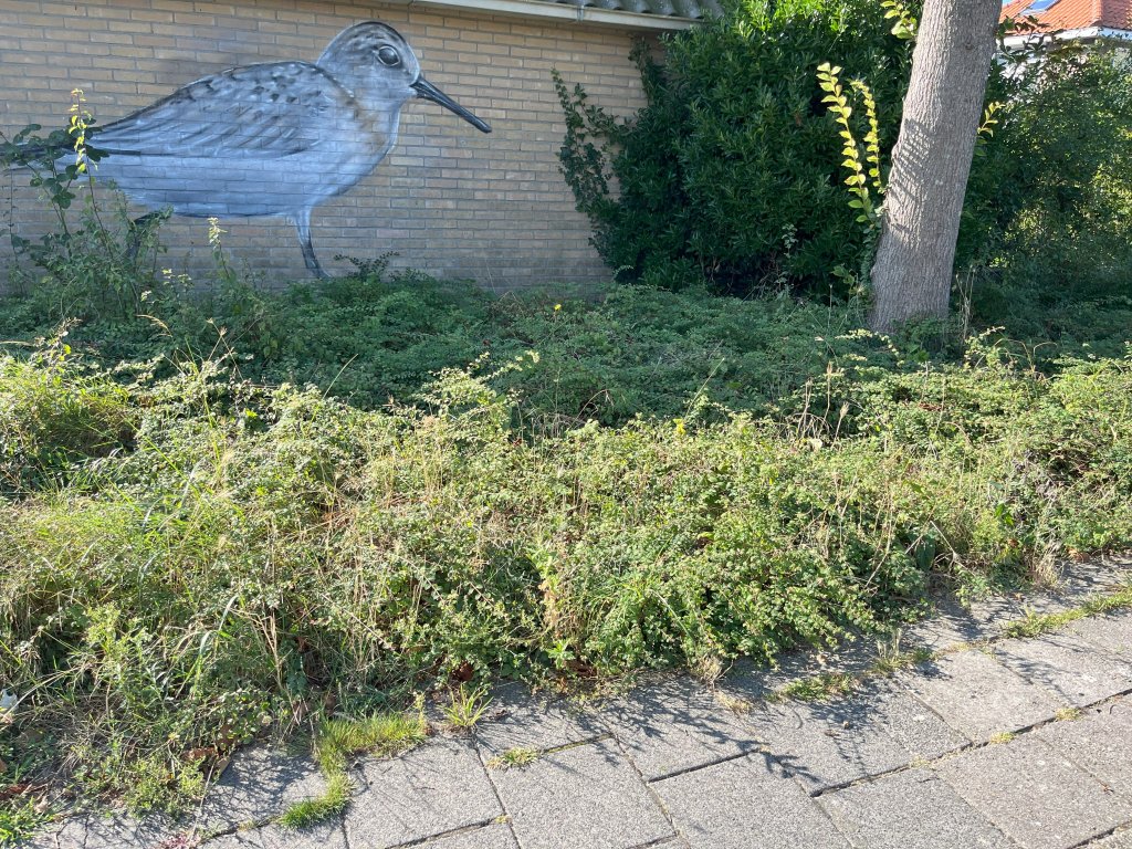 Verwilderd plantvak met weinig ecologisch waardevol plantgoed.