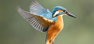 nladviseurs dienst implementatieplangedrag