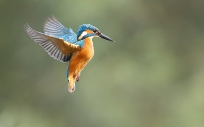 Stadswerk Gedragscodetool: rekening houden met beschermde soorten