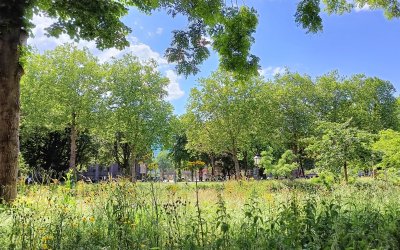 Groenaanvalsplan: 5 stappen richting natuurherstel