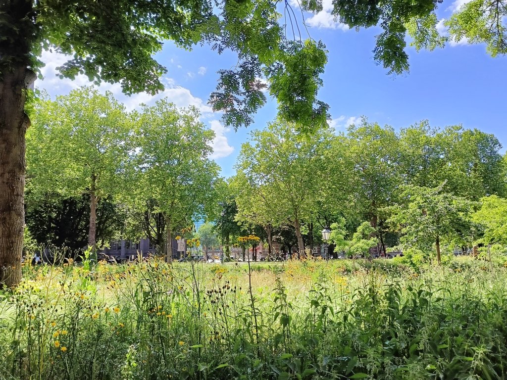 Gemeente Utrecht laat zien dat ecologisch maaibeheer ook in het stadshart een plek kan hebben. Deze weelderige berm is een voorbeeld van landschapshertstel in de stad.