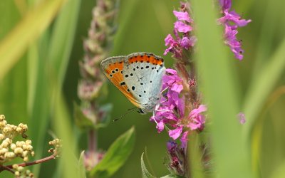 Natuurherstel: van groene ambitie naar uitvoerbaar beleid