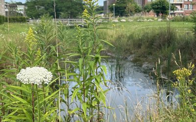 Natuurherstelverordening artikel 8: gemeentelijke begrenzing stedelijk ecosysteem